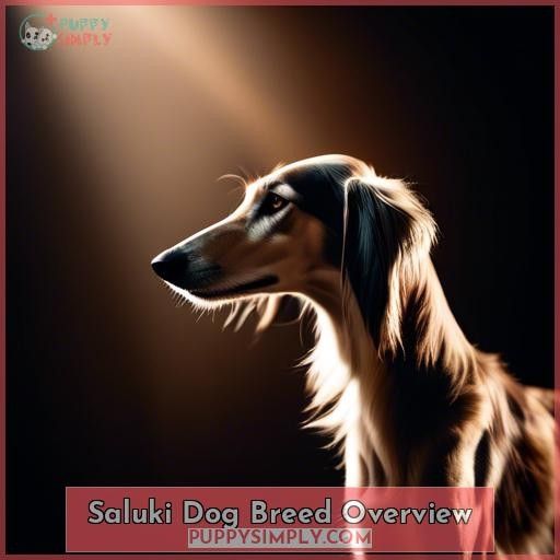 Saluki Dog Breed Overview