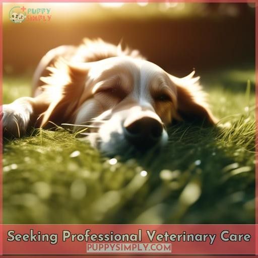 Seeking Professional Veterinary Care