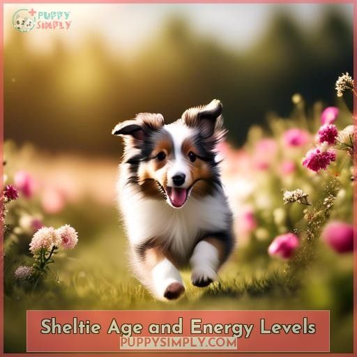 Sheltie Age and Energy Levels
