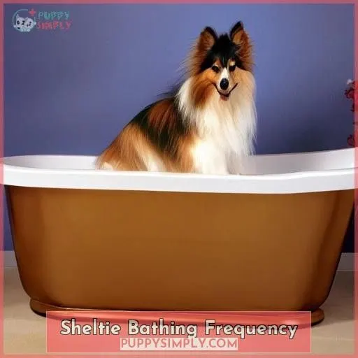 Sheltie Bathing Frequency