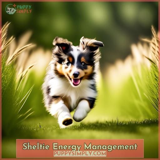 Sheltie Energy Management