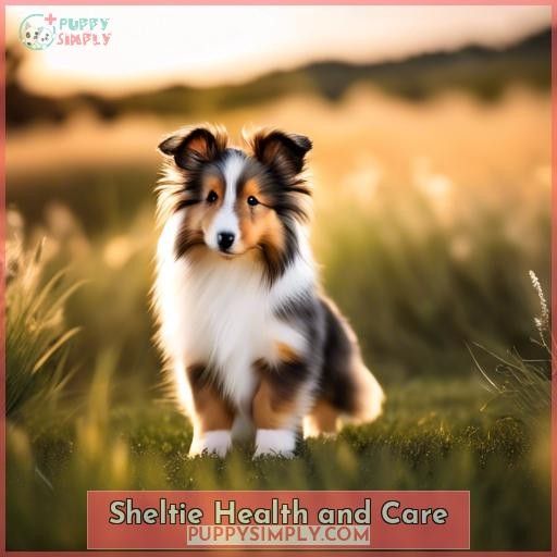 Sheltie Health and Care