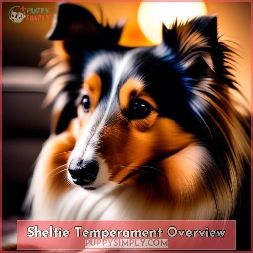 Sheltie Temperament Overview