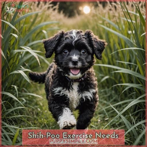 Shih-Poo Exercise Needs