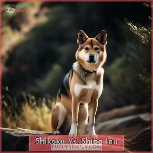 Shikoku Vs. Shiba Inu