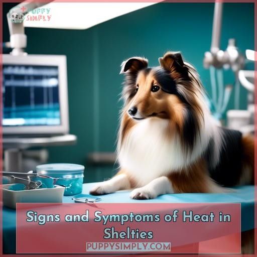 Signs and Symptoms of Heat in Shelties