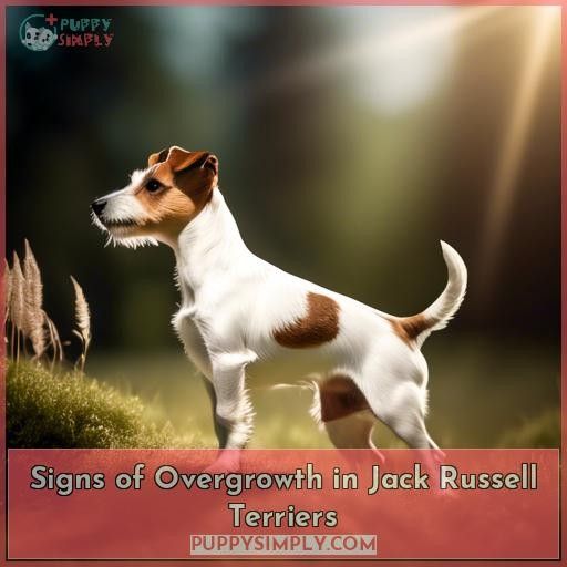 Signs of Overgrowth in Jack Russell Terriers