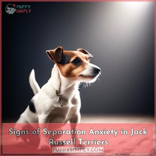 Signs of Separation Anxiety in Jack Russell Terriers