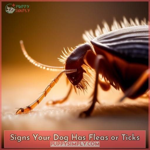Signs Your Dog Has Fleas or Ticks