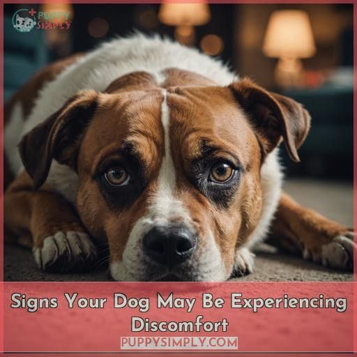 Signs Your Dog May Be Experiencing Discomfort