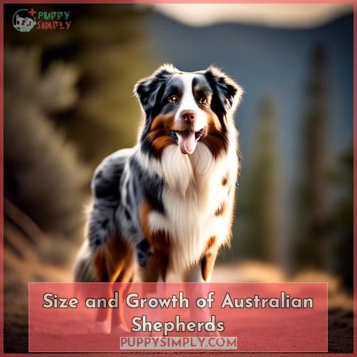 Size and Growth of Australian Shepherds