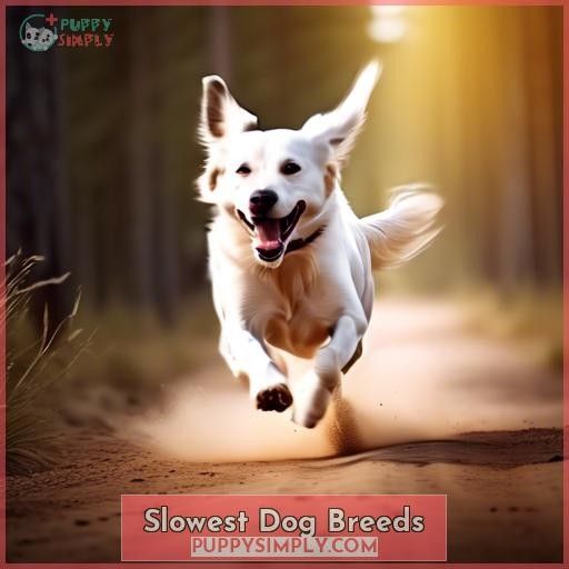 Slowest Dog Breeds