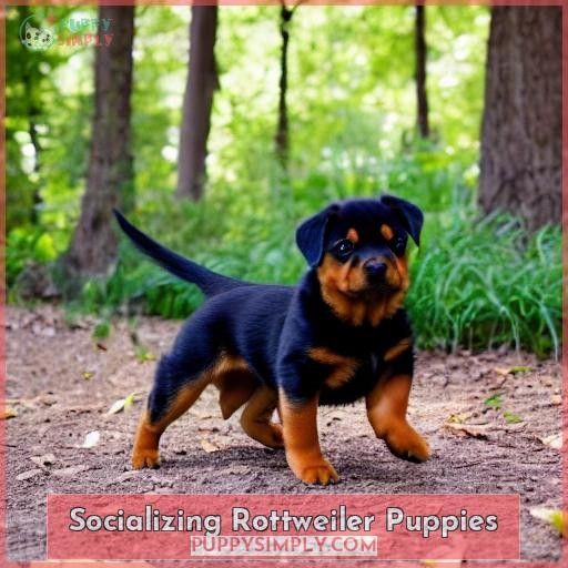Socializing Rottweiler Puppies
