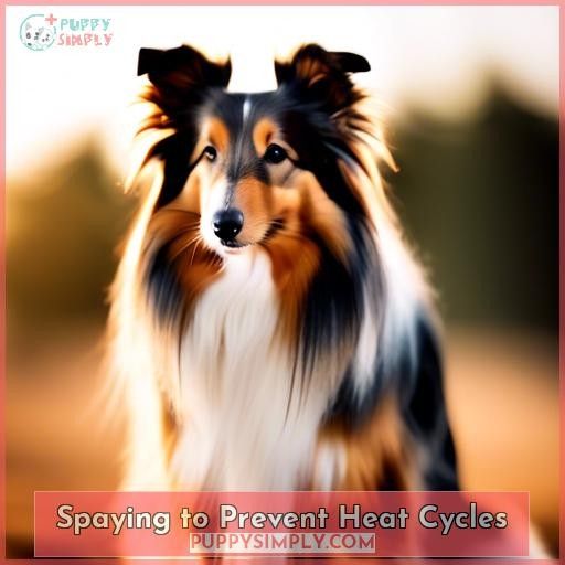 Spaying to Prevent Heat Cycles
