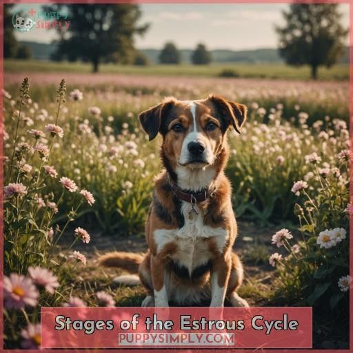 Stages of the Estrous Cycle