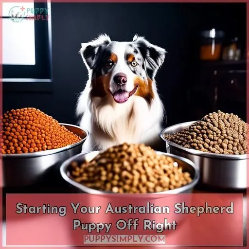 Starting Your Australian Shepherd Puppy Off Right