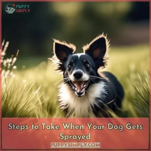 Steps to Take When Your Dog Gets Sprayed