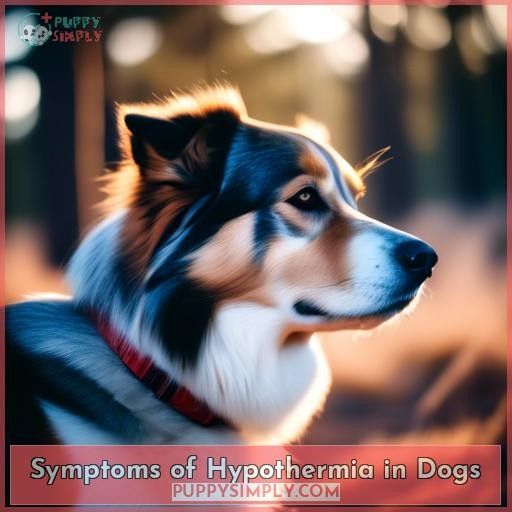 Symptoms of Hypothermia in Dogs