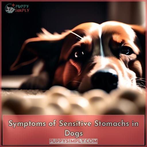 Symptoms of Sensitive Stomachs in Dogs