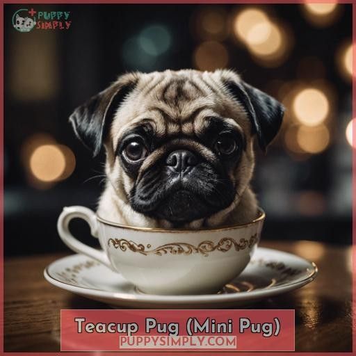 Teacup Pug (Mini Pug)