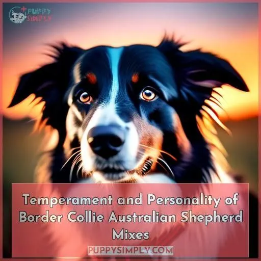 Temperament and Personality of Border Collie Australian Shepherd Mixes