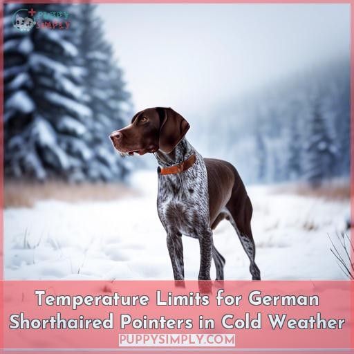 Temperature Limits for German Shorthaired Pointers in Cold Weather