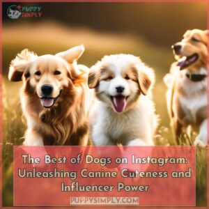 the best of dogs on instagram
