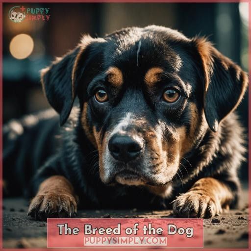 The Breed of the Dog