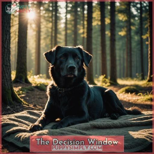 The Decision Window