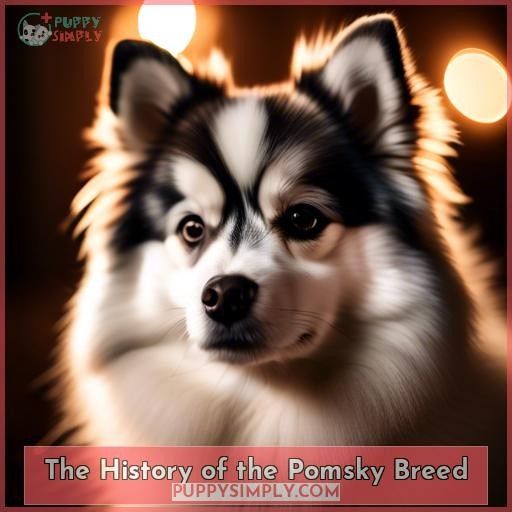 The History of the Pomsky Breed