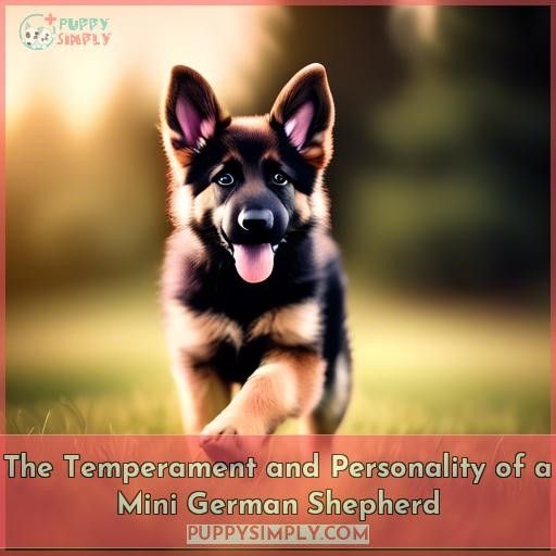 The Temperament and Personality of a Mini German Shepherd