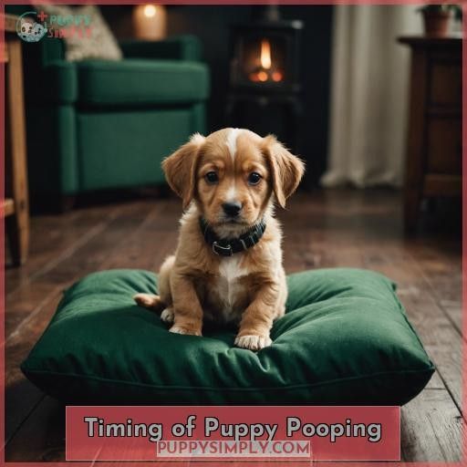 Timing of Puppy Pooping