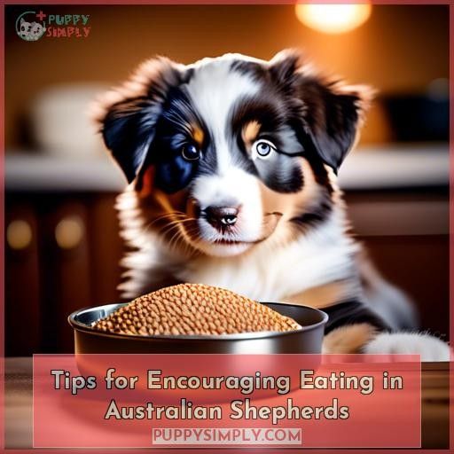 Tips for Encouraging Eating in Australian Shepherds