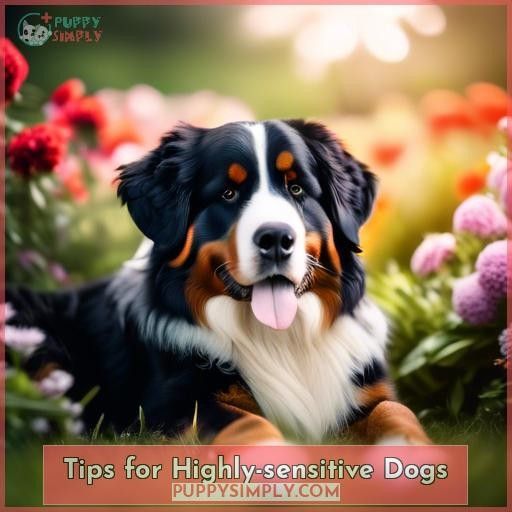 Tips for Highly-sensitive Dogs