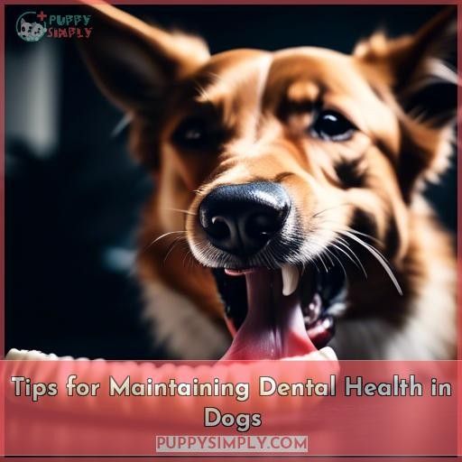 Tips for Maintaining Dental Health in Dogs