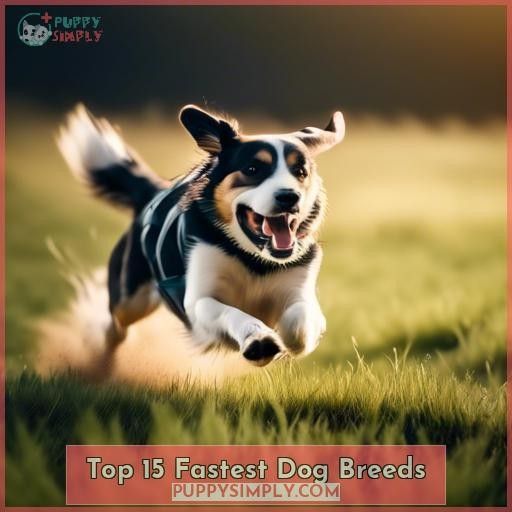 Top 15 Fastest Dog Breeds