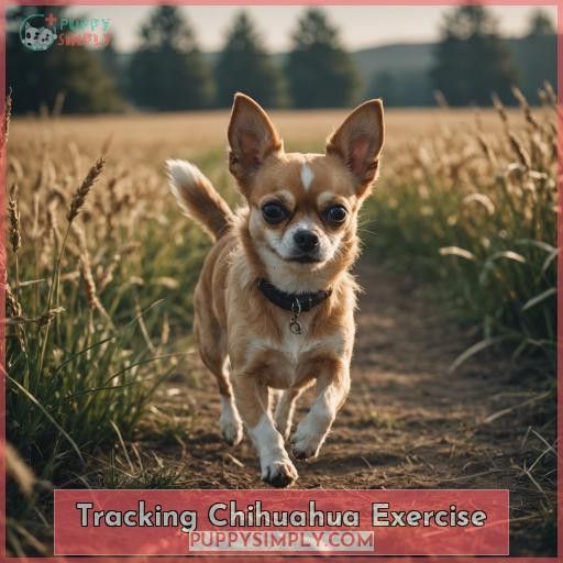 Tracking Chihuahua Exercise