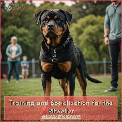 Training and Socialization for the Pitweiler