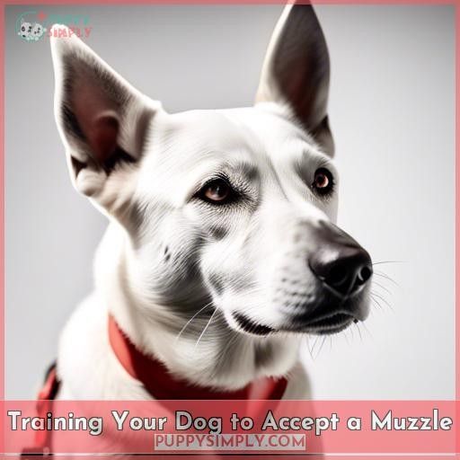 Training Your Dog to Accept a Muzzle