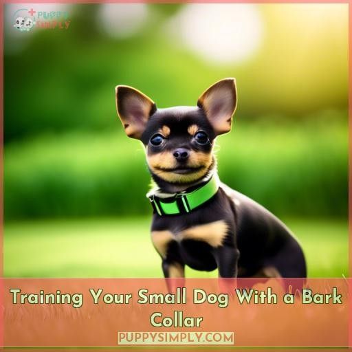 Training Your Small Dog With a Bark Collar