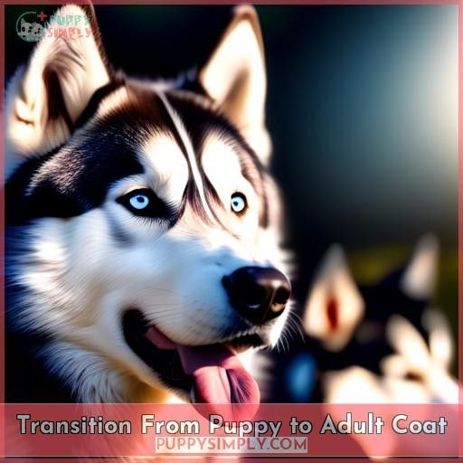 Transition From Puppy to Adult Coat