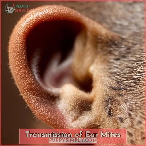 Transmission of Ear Mites