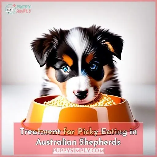 Treatment for Picky Eating in Australian Shepherds
