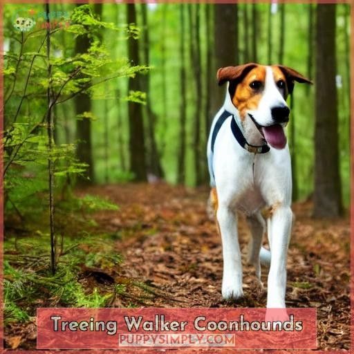 Treeing Walker Coonhounds