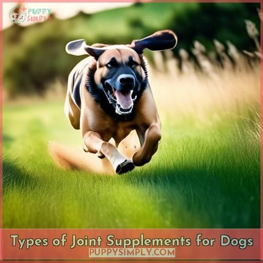 Types of Joint Supplements for Dogs