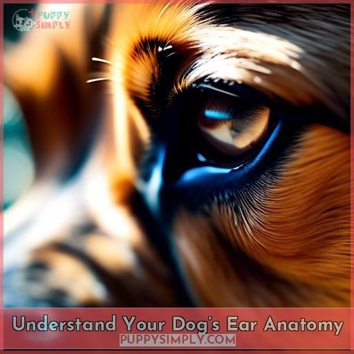 Understand Your Dog’s Ear Anatomy