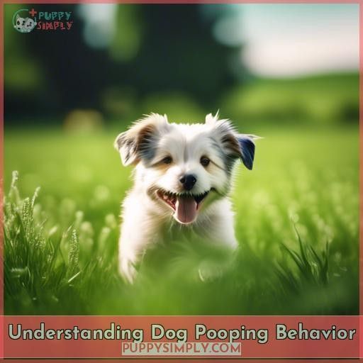 Understanding Dog Pooping Behavior