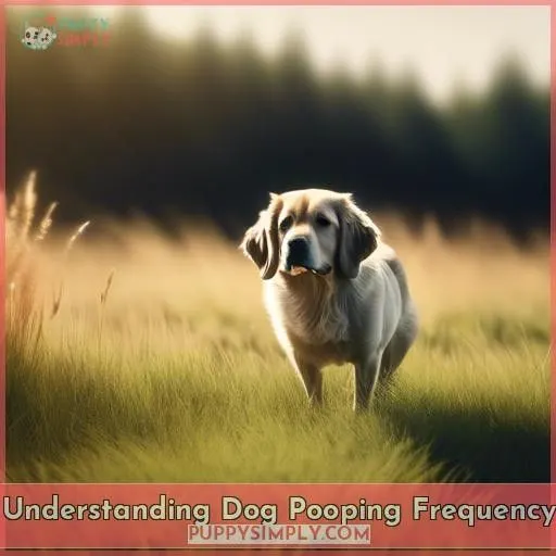 Understanding Dog Pooping Frequency