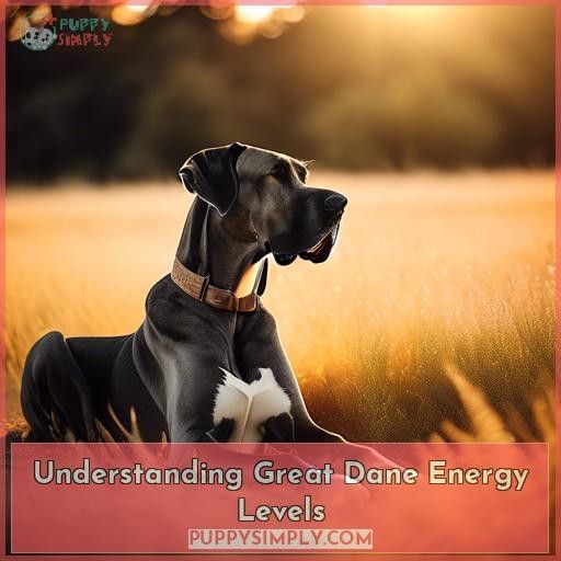 Understanding Great Dane Energy Levels