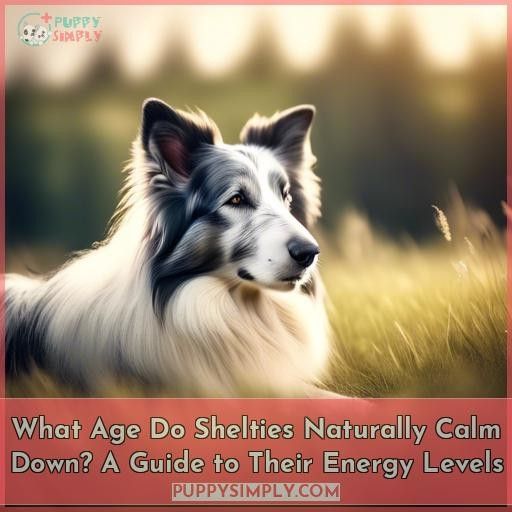 what age do shelties naturally calm down